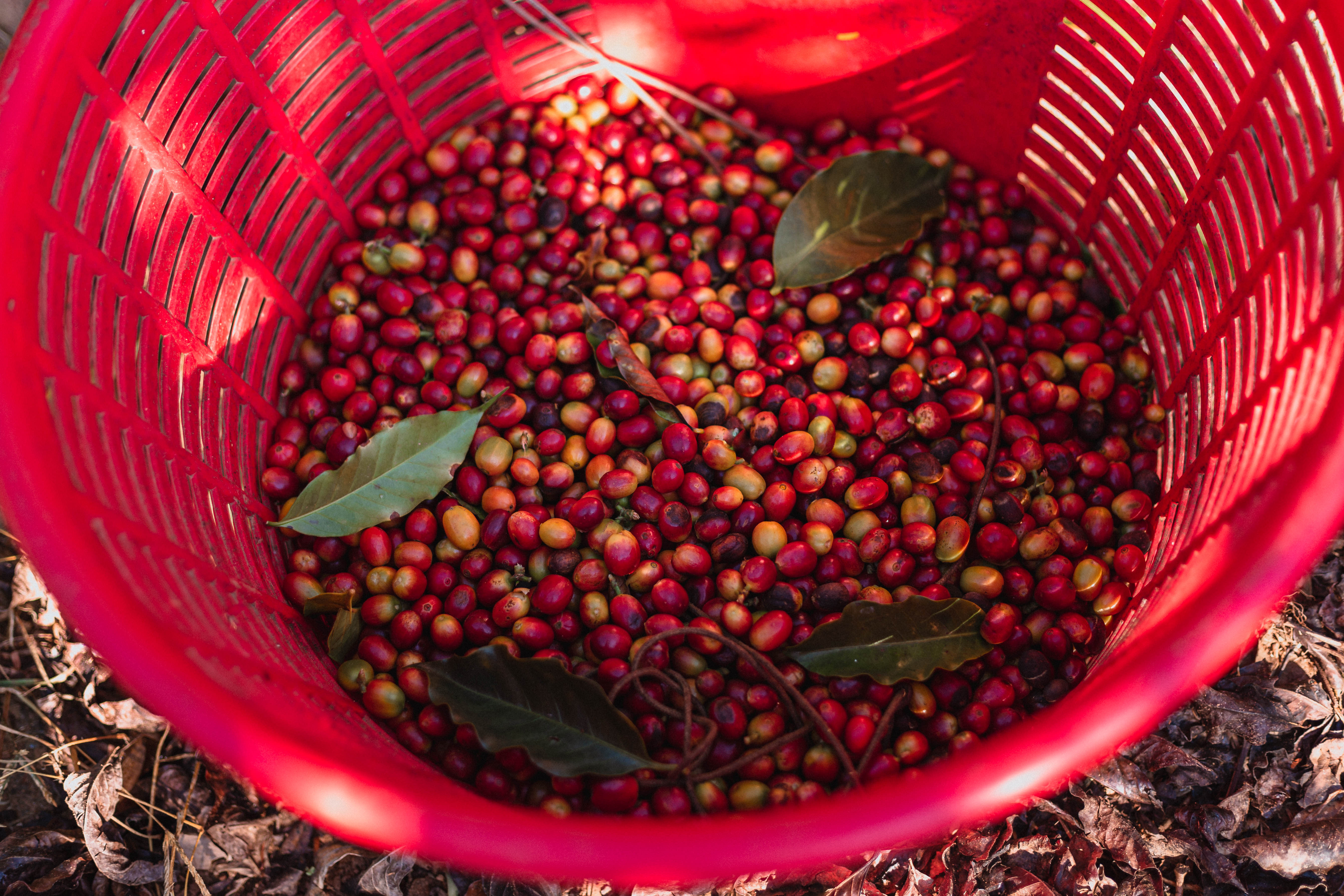 Metody zpracování kávy II. - Suchá