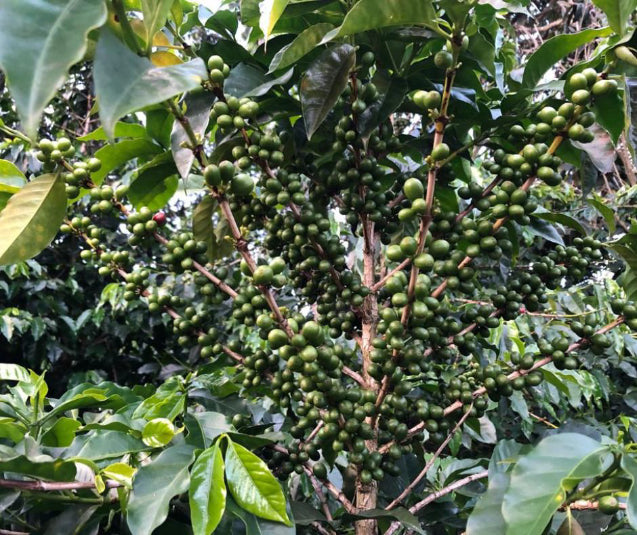 Colombia Excelso EP