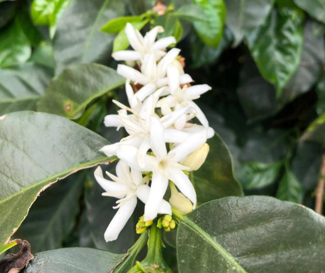 Colombia Excelso EP