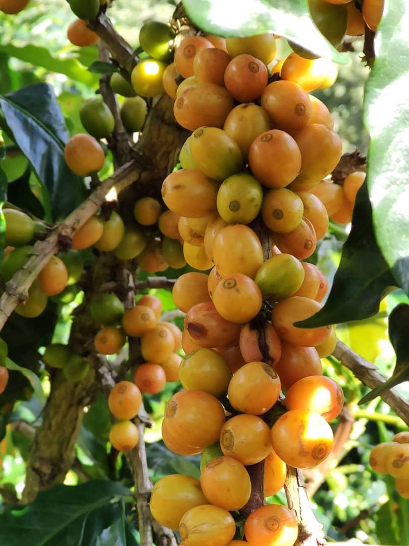 Venezuela - Alberto Gil ESPRESSO ROAST