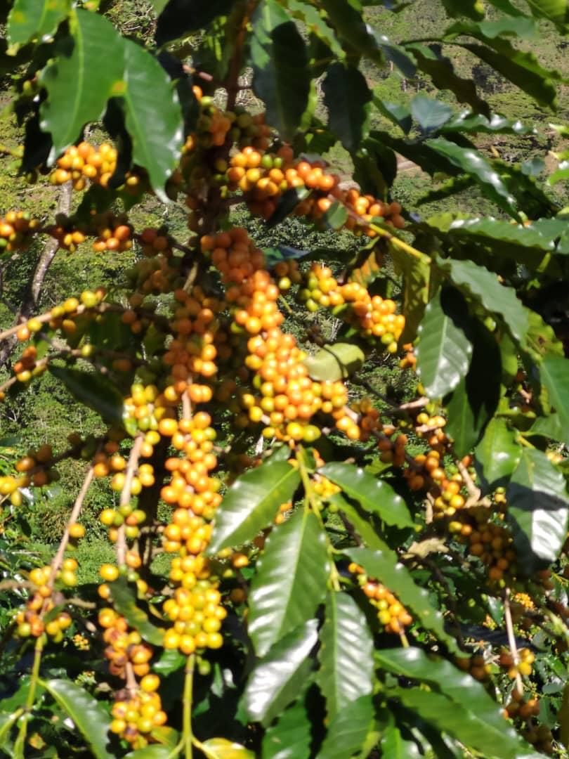 Venezuela - Alberto Gil ESPRESSO ROAST