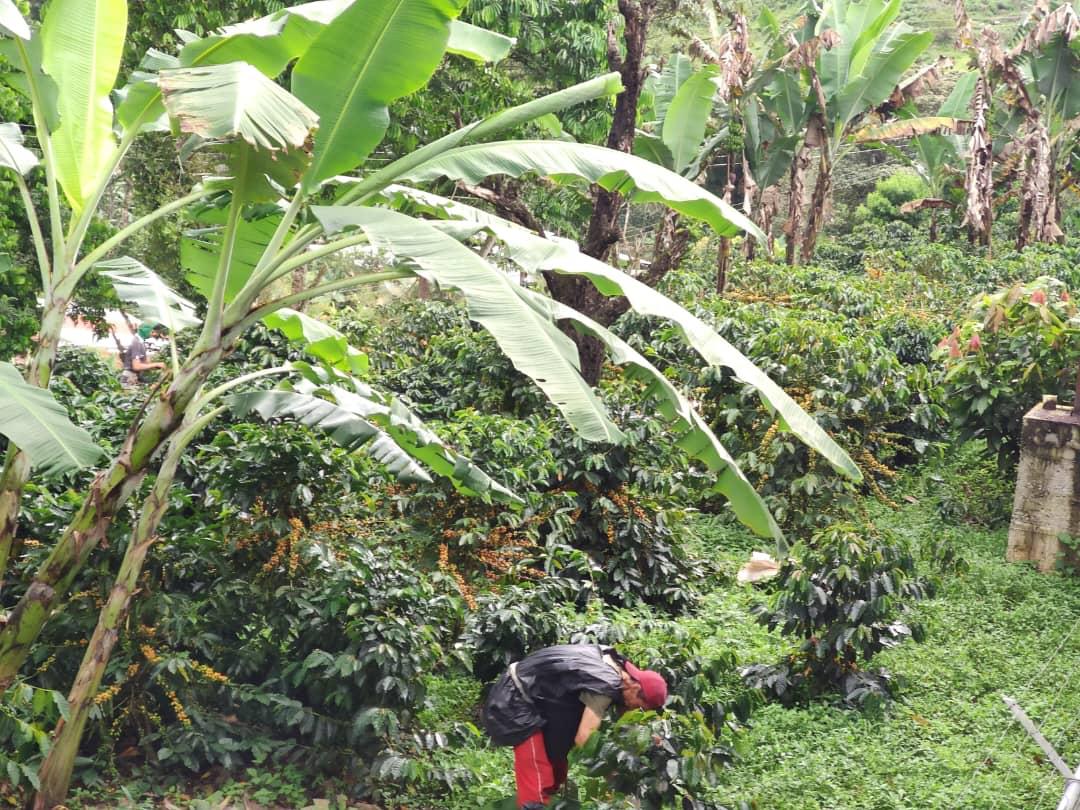 Venezuela - Alberto Gil ESPRESSO ROAST