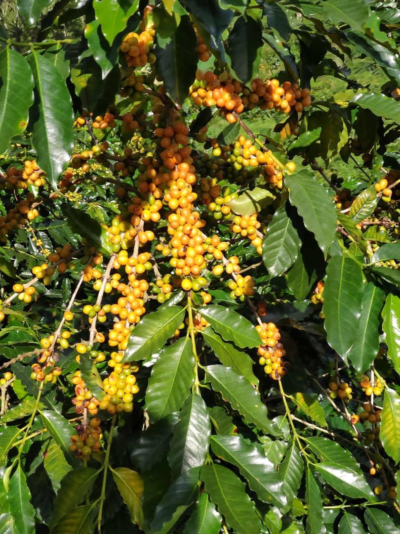 Venezuela - Alberto Gil ESPRESSO ROAST