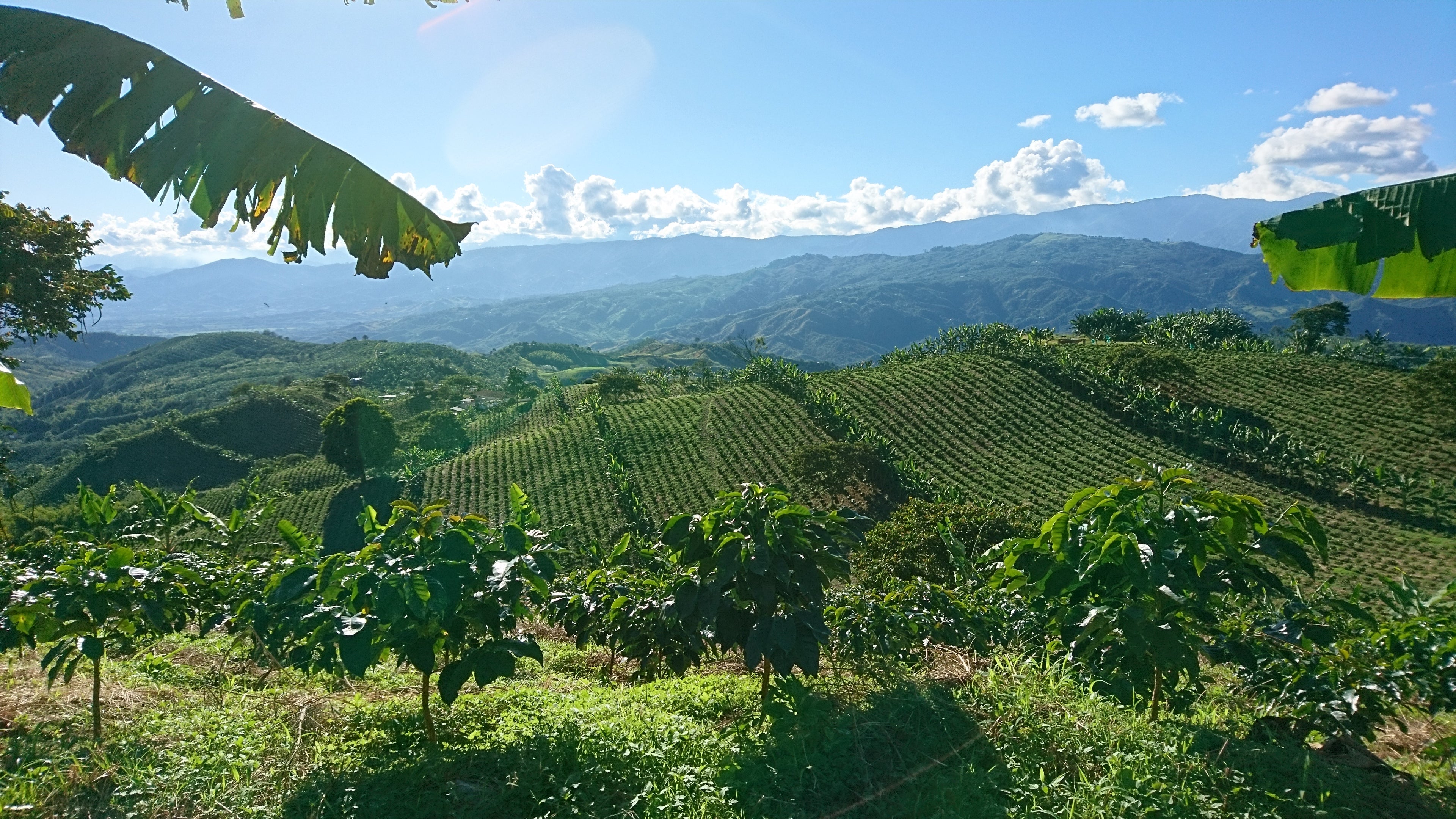 Colombia Chévere decaf