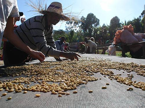 Ethiopia Suke Quto natural