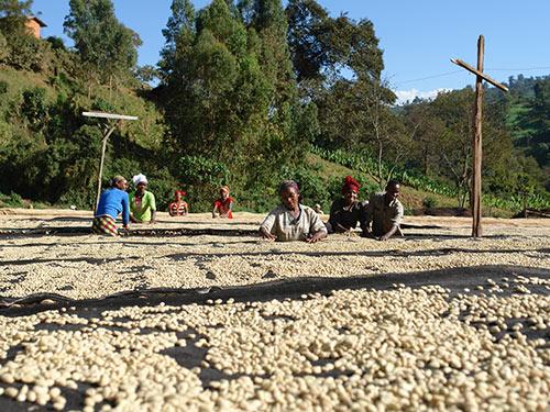 Ethiopia Suke Quto natural