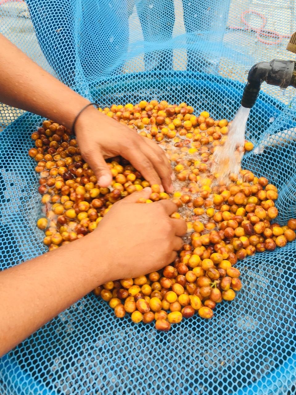 Metody zpracování kávy III. - Promytá