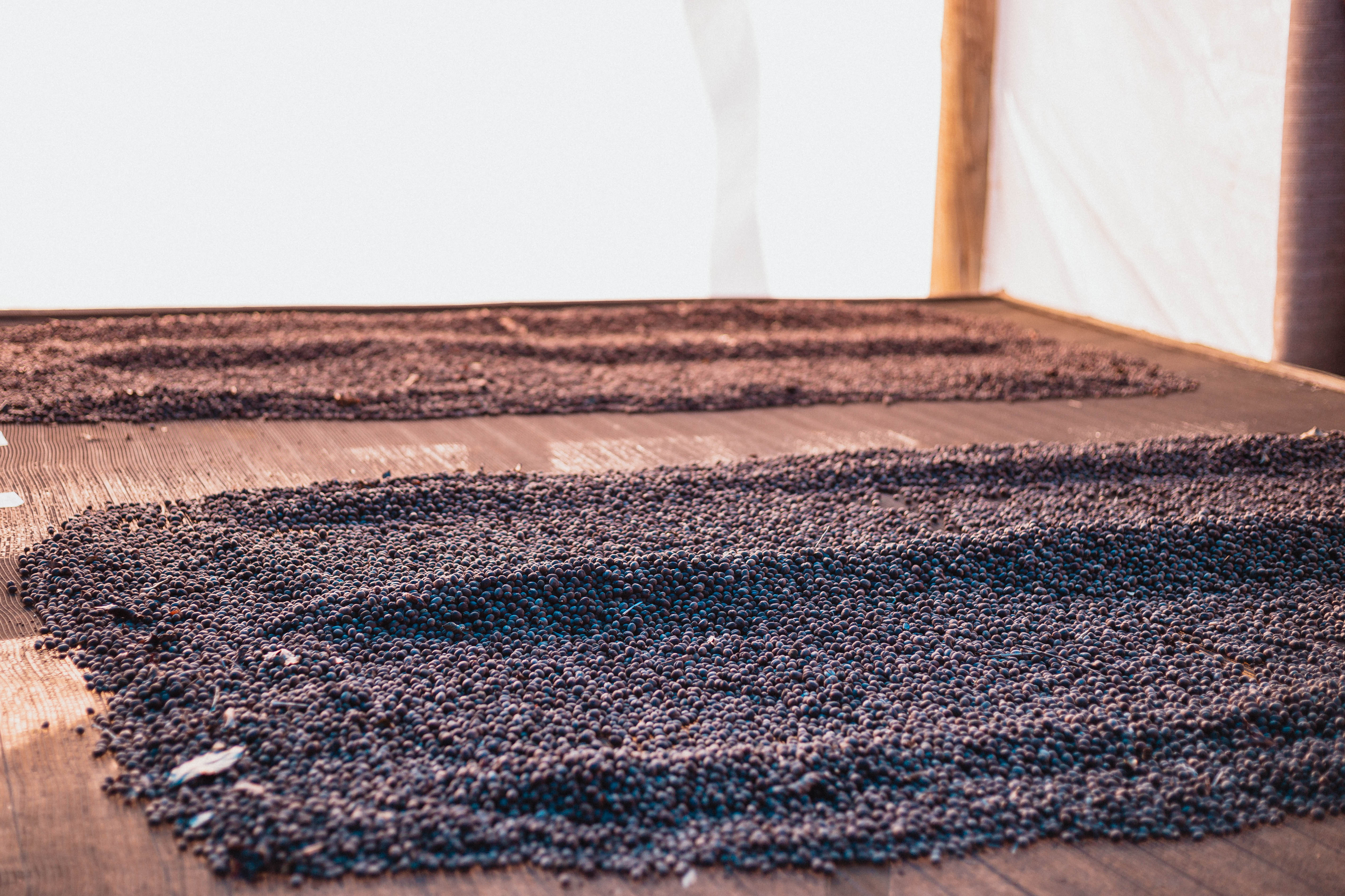 Metody zpracování kávy - Jak ovlivňují výslednou chuť?