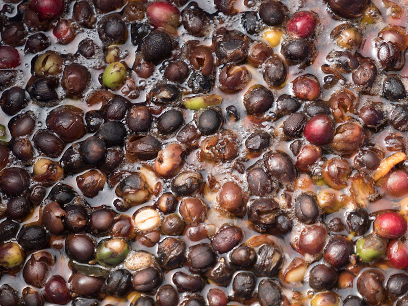 Zpracování kávy - karbonická macerace