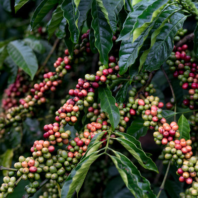 Rwanda - Nyamasheke Hills