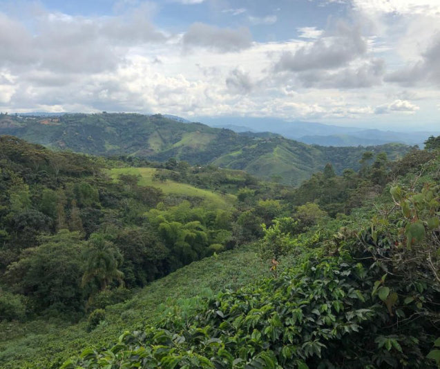 Colombia Excelso EP