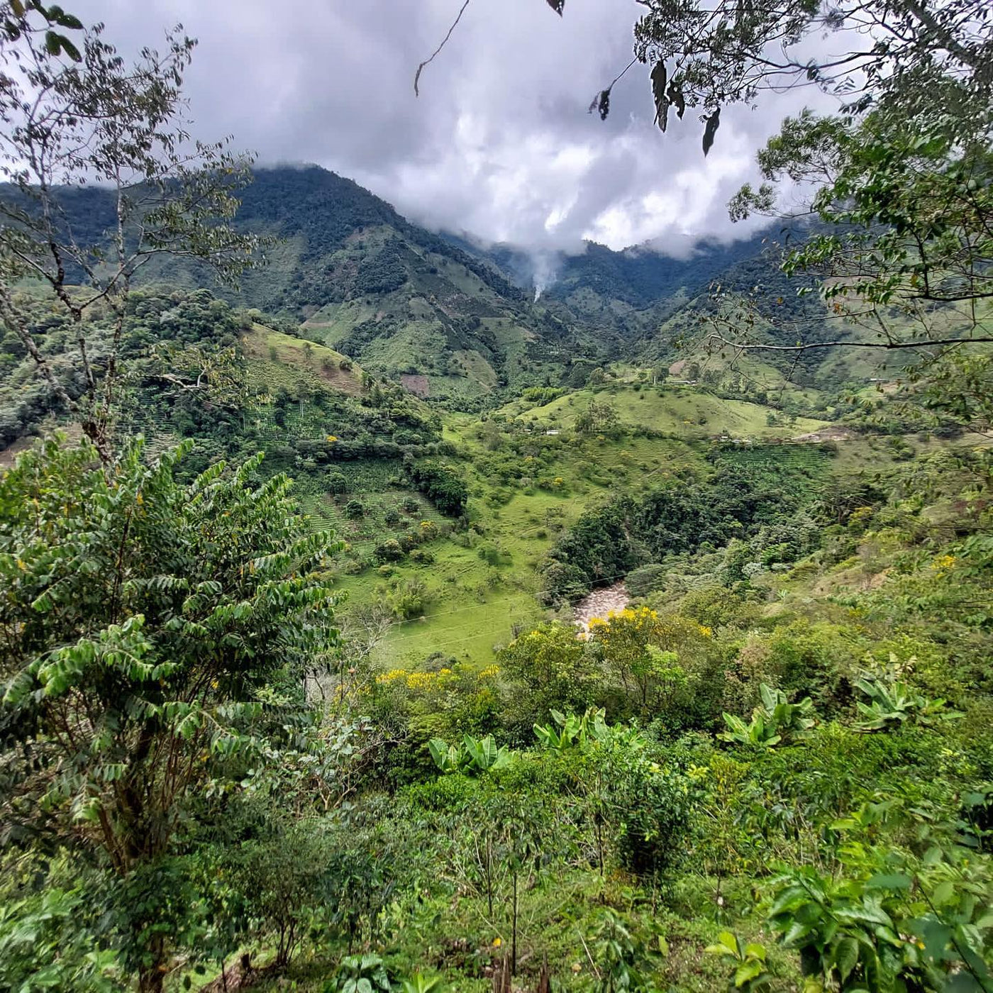 Colombia Planadas