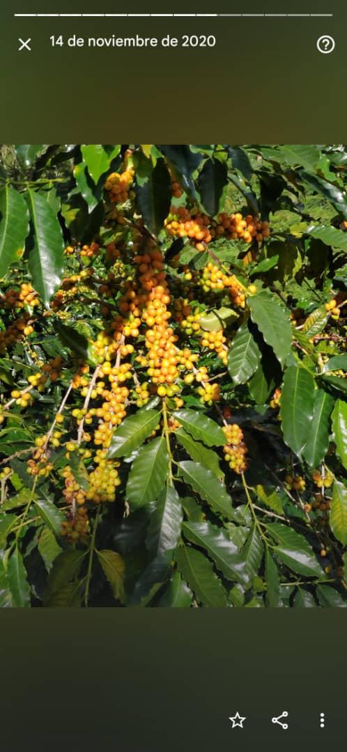 Venezuela - Alberto Gil ESPRESSO ROAST