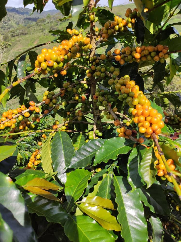 Venezuela - Alberto Gil ESPRESSO ROAST