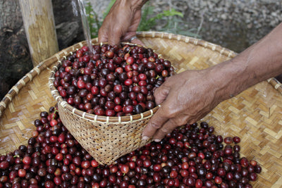 Indonesia - Gayo Avatara