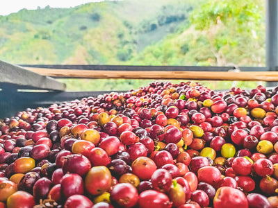 Colombia Gesha Peach