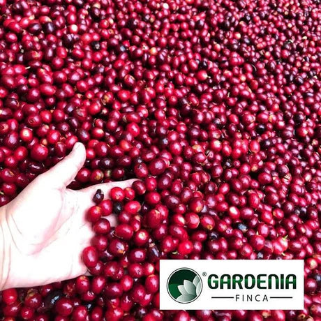 Guatemala - finca Gardenia - Eddy Lopez