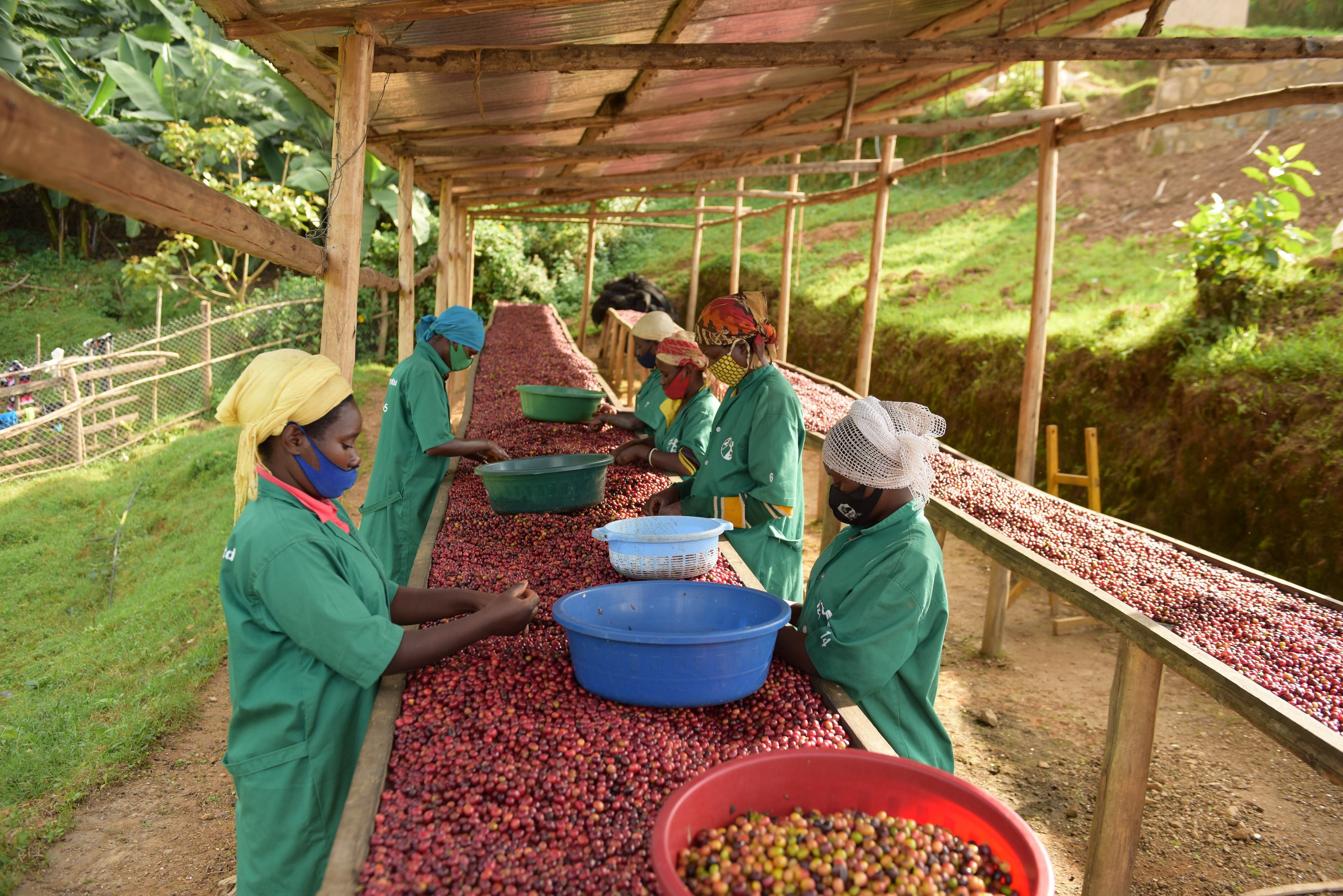 Rwanda Cyato