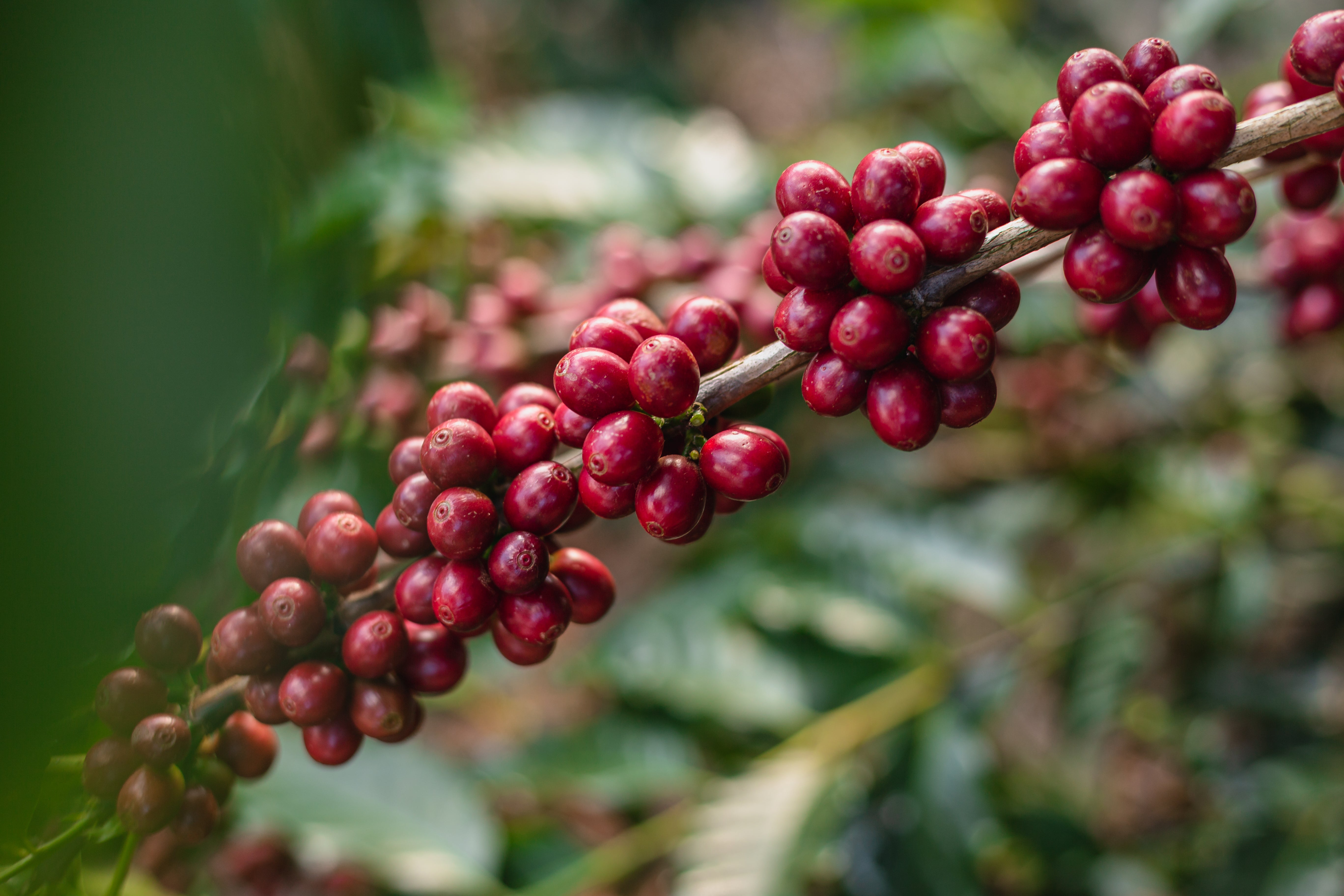 Brazil Fazenda Sertao