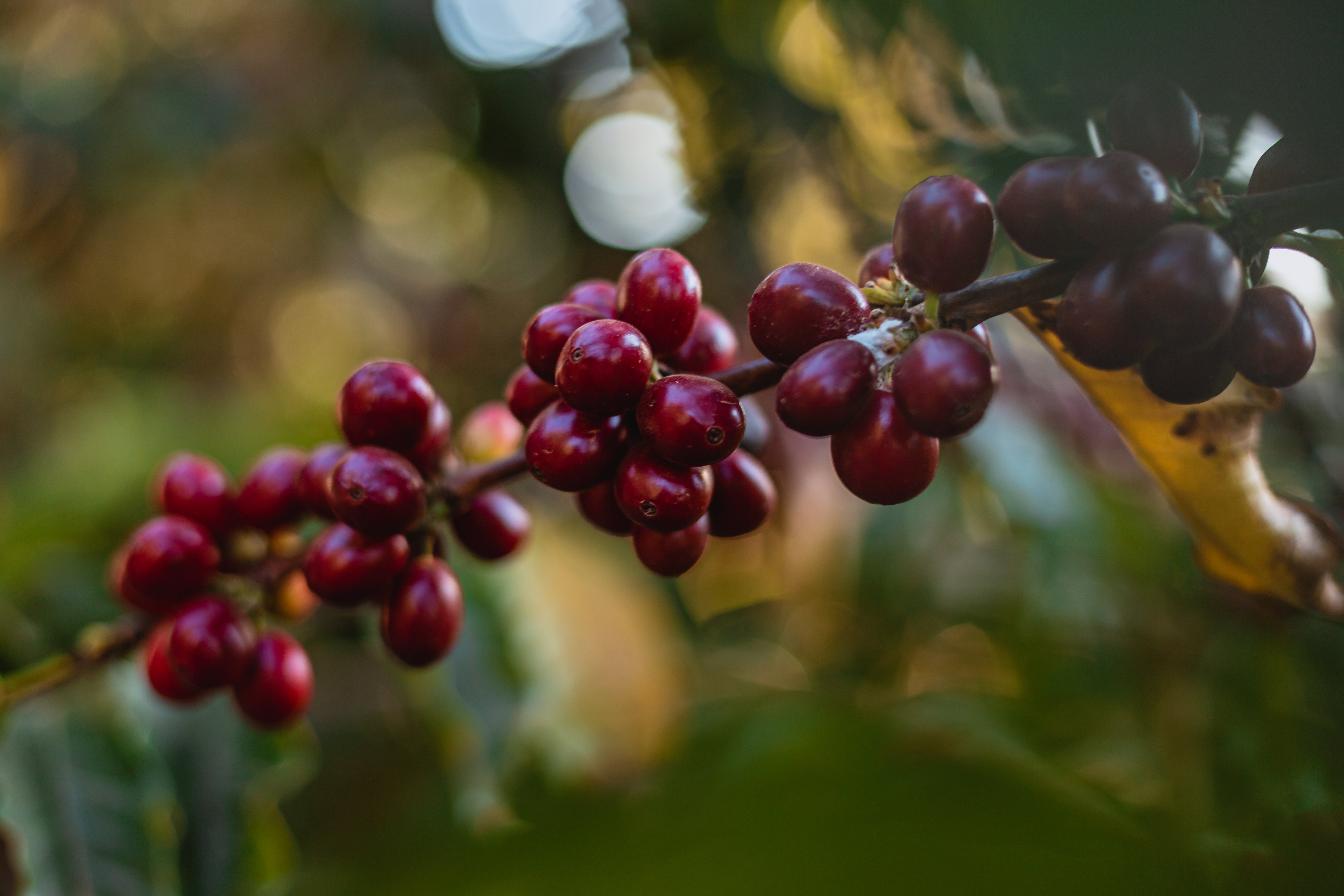 Brazil Fazenda Sertao