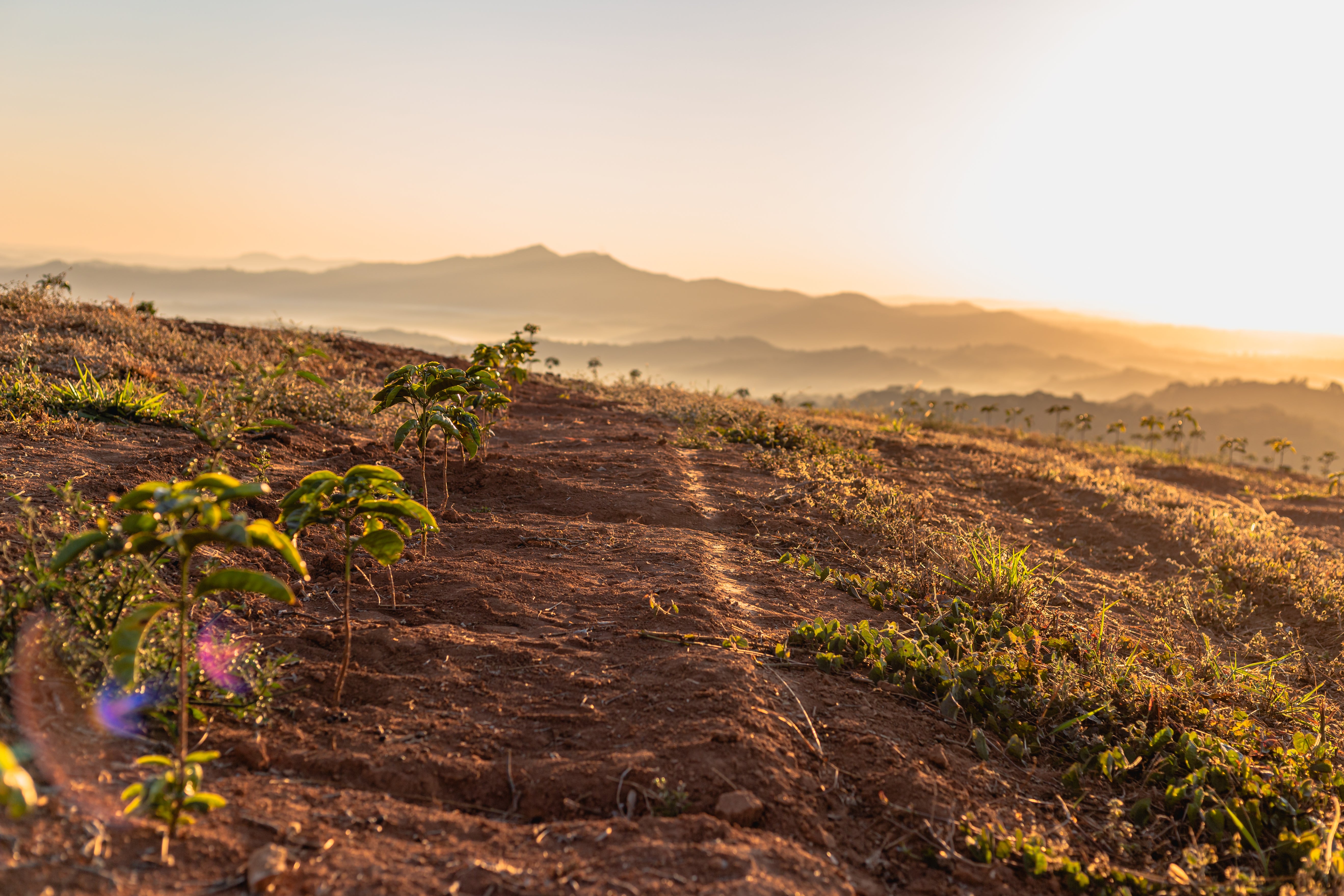 Brazil Fazenda Sertao