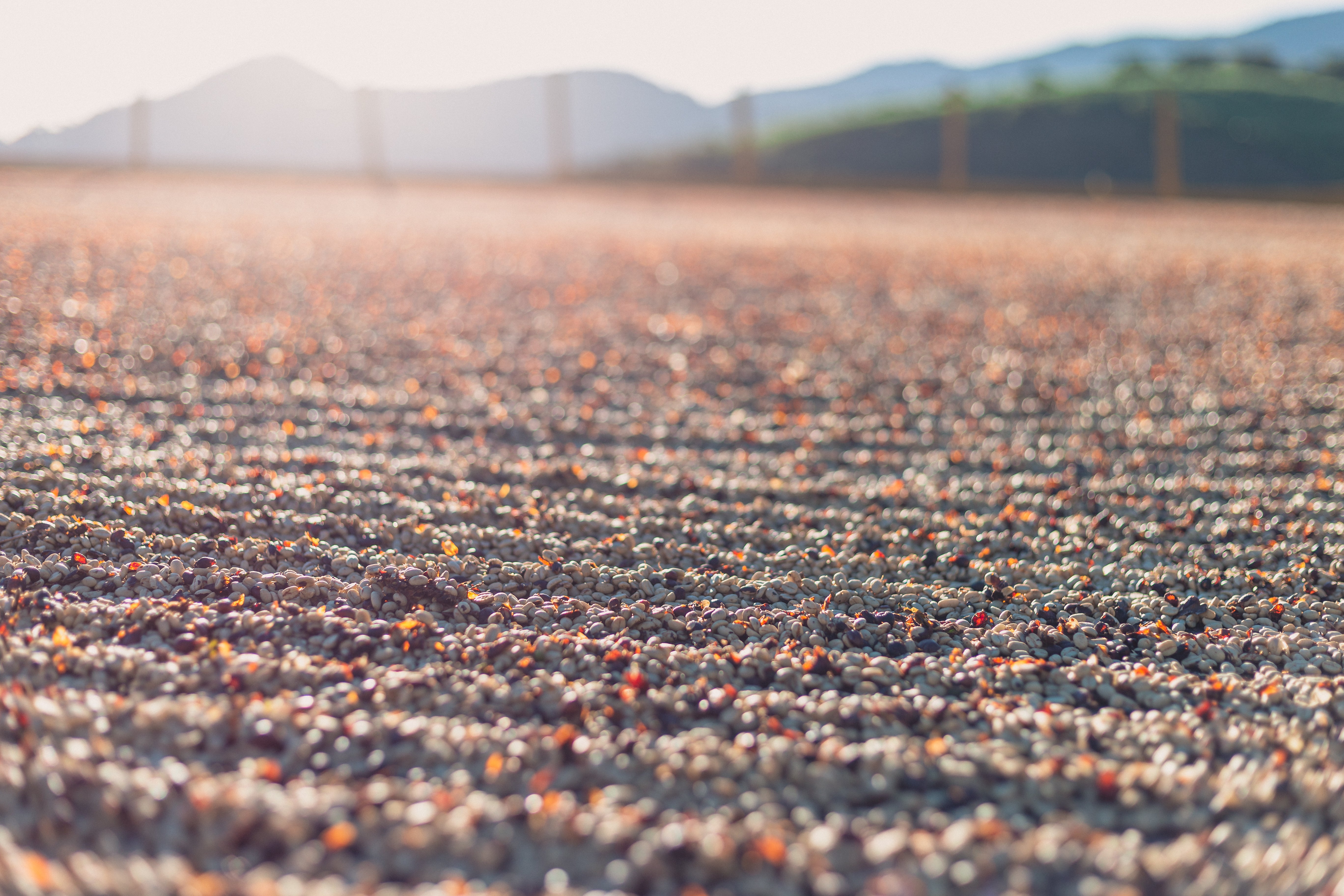 Brazil Fazenda Sertao