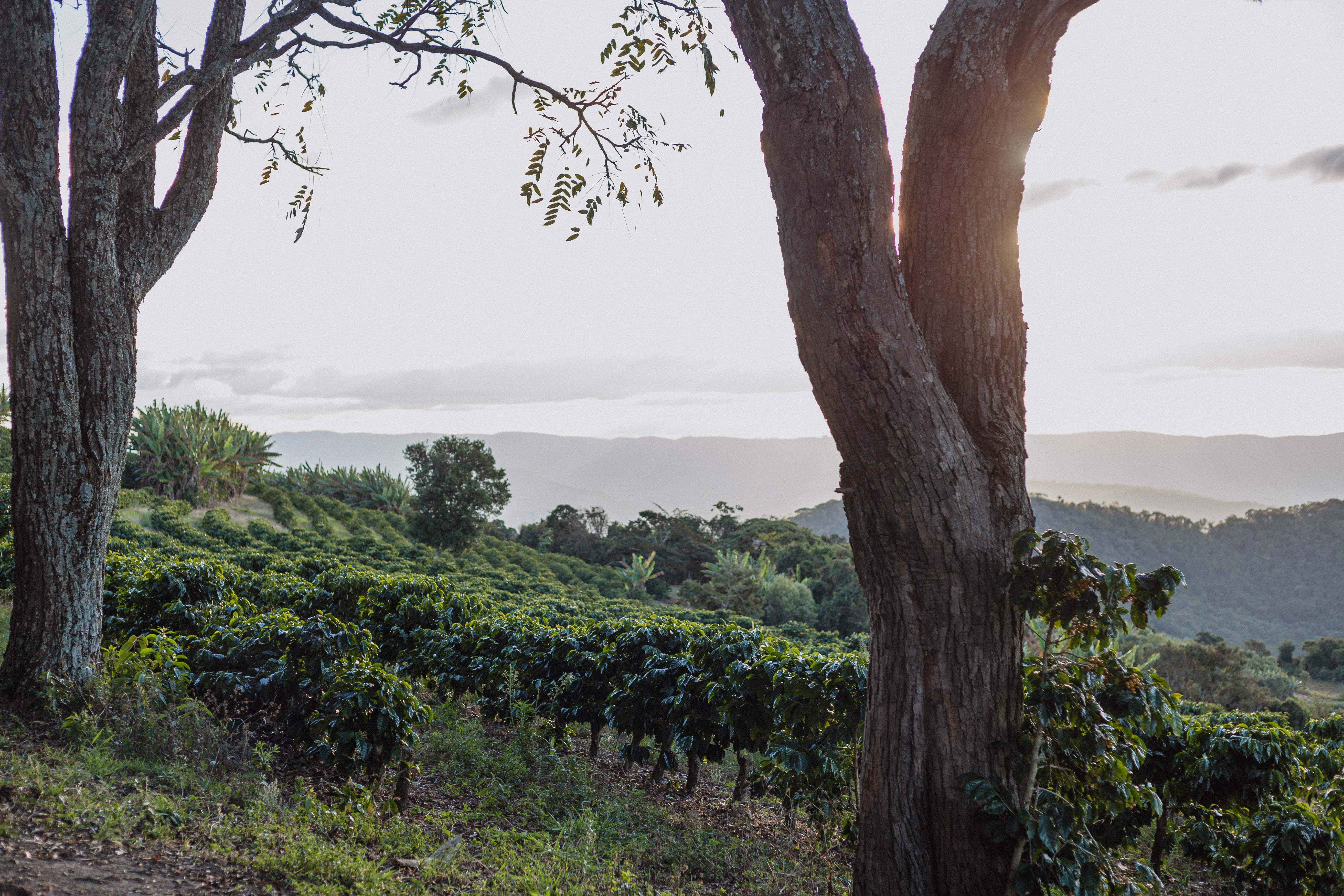 Brazil Fazenda Sertao