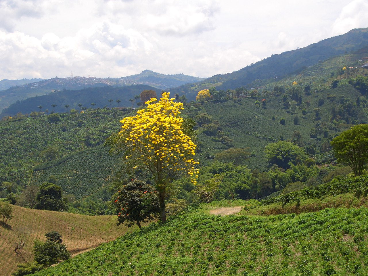 Colombia Chévere decaf