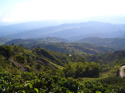 Colombia Chévere decaf